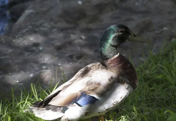 Gräsand anka drake — Stockfoto