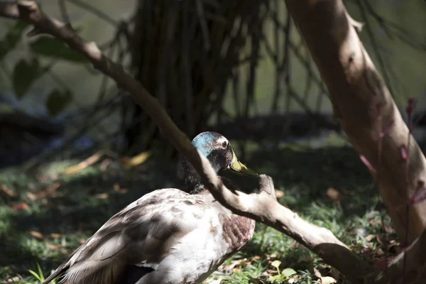 Primer plano de Male Mallard —  Fotos de Stock