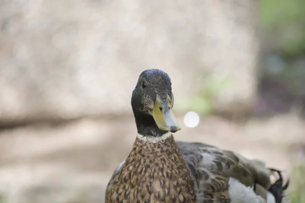 Primer plano de Mallard Drake —  Fotos de Stock