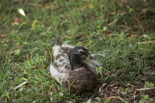 Zbliżenie na Mallard Drake — Zdjęcie stockowe