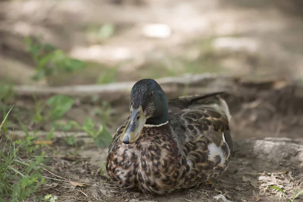 Mallard Drake Pato —  Fotos de Stock