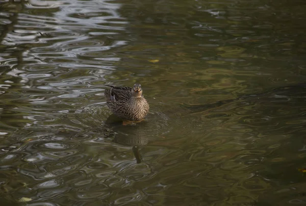 Yaban ördeği tavuk bir havuzda