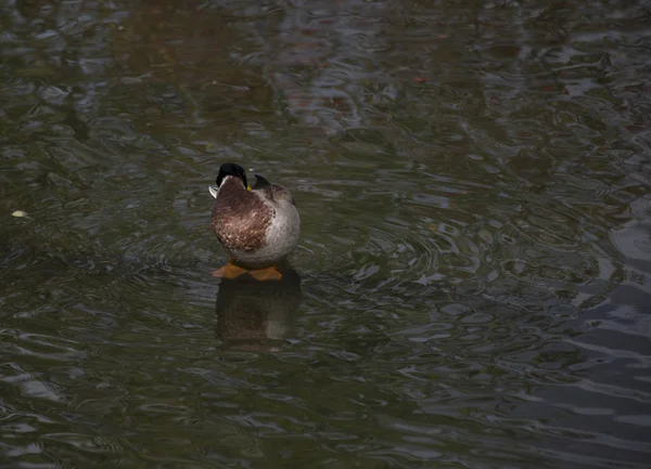 Mallard en un estanque —  Fotos de Stock