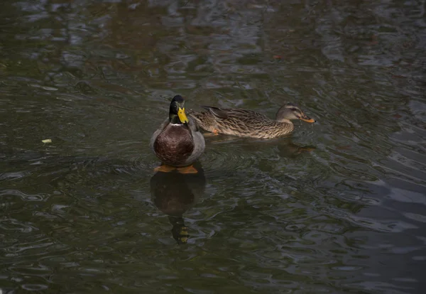 Mallards in a Pond — Stock Photo, Image