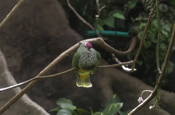 Mariana Fruit Dove (Ptilinopus roseicapilla) — Stock Photo, Image