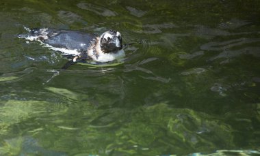 Afrika penguenler Yüzme