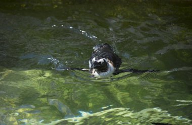 Afrika penguenler Yüzme