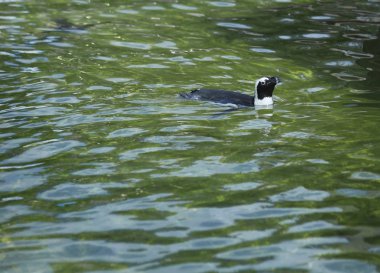 Afrika penguenler Yüzme
