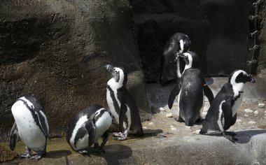 Afrika penguen kolonisi