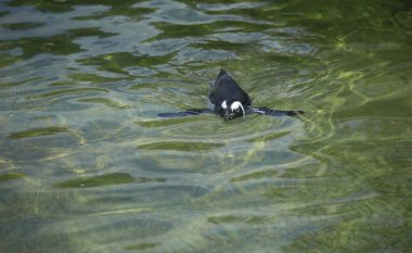 Afrika penguen Yüzme