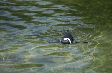 Afrika penguen Yüzme