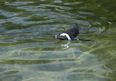 Afrika penguen Yüzme