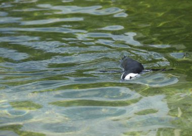 Afrika penguen Yüzme