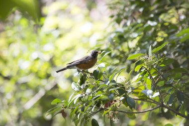 Amerikalı Robin (turdus migratorius)