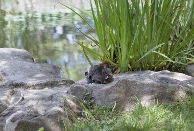 Kızıl saçlı ördek bir havuz