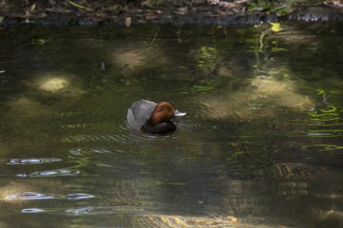 Kızıl saçlı ördek (Aythya Americana )