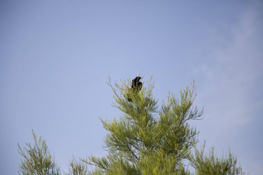 Kırmızı kanatlı karatavuk (Agelaius phoeniceus)