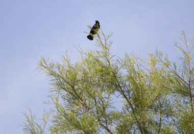 Kırmızı kanatlı karatavuk (Agelaius phoeniceus)