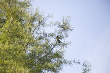 Kırmızı kanatlı karatavuk (Agelaius phoeniceus)