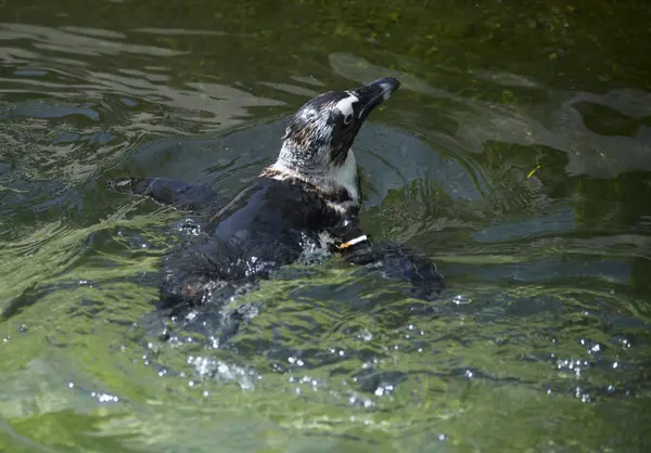 Afrikanische Pinguine schwimmen — Stockfoto