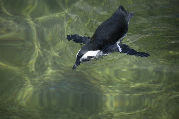 Pingouin africain nageant — Photo