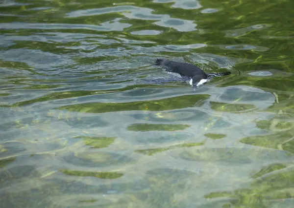 Afrikanischer Pinguin — Stockfoto