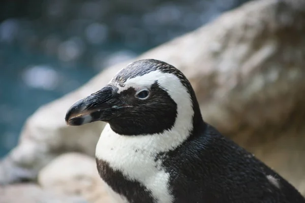 Närbild på afrikanska Penguin — Stockfoto