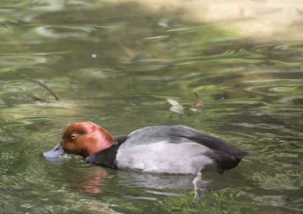 Rotschopfruderente schwimmt in einem Teich — Stockfoto