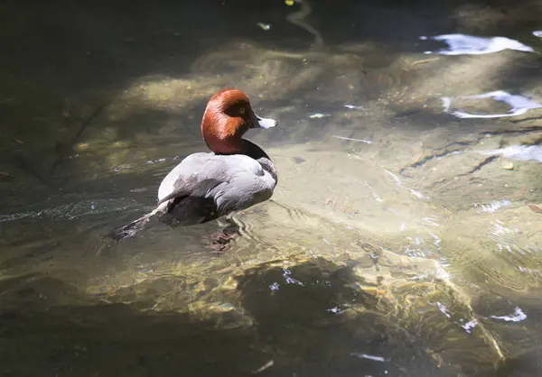 Rotschopfruderente schwimmt in einem Teich — Stockfoto