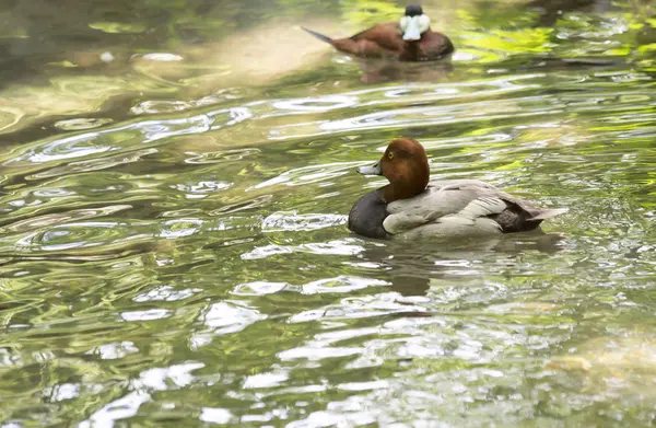 Rothaarige und robuste Enten — Stockfoto