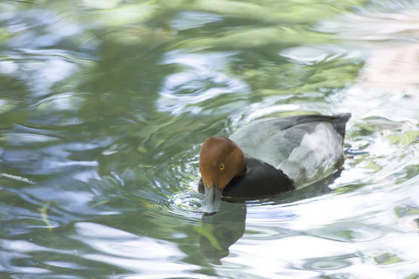 Rotschopfruderente schwimmt in einem Teich — Stockfoto