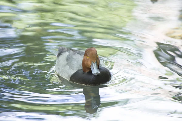 Rotschopfruderente (aythya americana) ) — Stockfoto