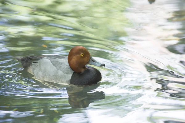 Rotschopfruderente (aythya americana) ) — Stockfoto