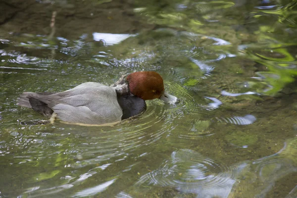 Redhead Duck (Aythya Americana ) — Stock Photo, Image