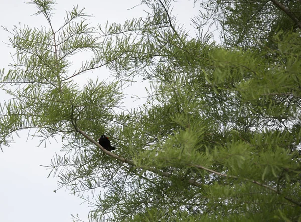 赤翼黒鳥（Agelaius pheniceus）) — ストック写真