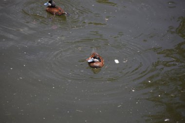 Kırmızı ördek Yüzme