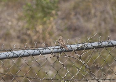 Serçe (Passer domesticus)
