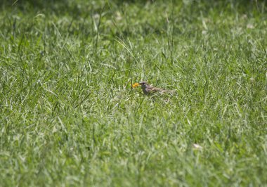 Serçe (Passer domesticus)
