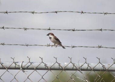 Serçe (Passer domesticus)