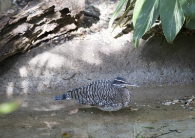 Güneş Bittern açık havada