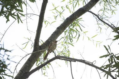 Bir ağaçta pamukçuk kuşu