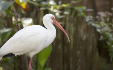 Beyaz bir Ibis yakın çekim