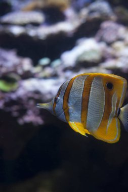 Copperband Butterflyfish yakın çekim