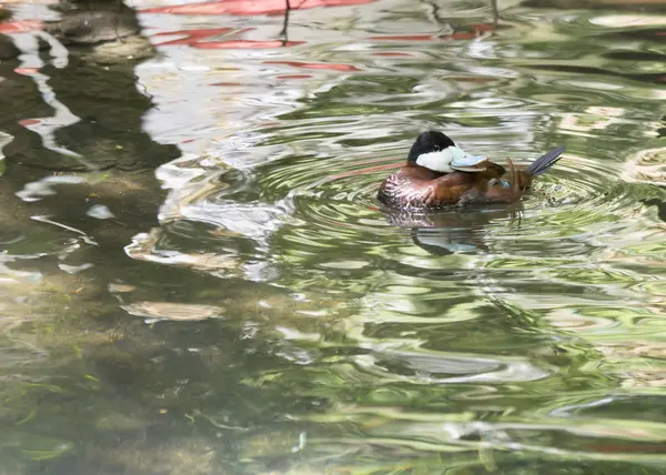 Ruderente schwimmt — Stockfoto