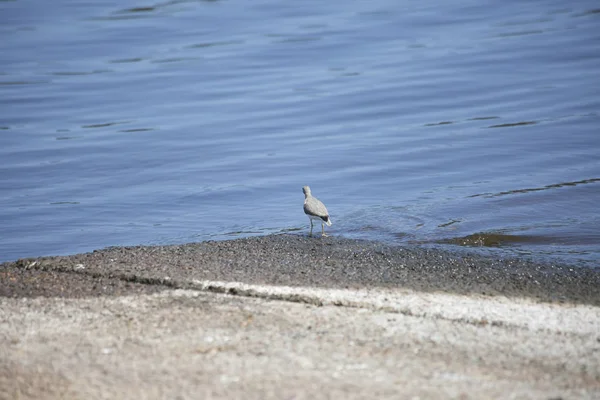Береговая птица у озера — стоковое фото