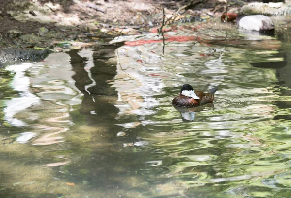 Canard roux Natation — Photo