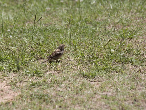 House Sparrow (Passer Domesticus) — Stock Photo, Image