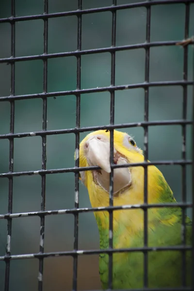 Slunce Conure (Aratinga solstitialis) — Stock fotografie