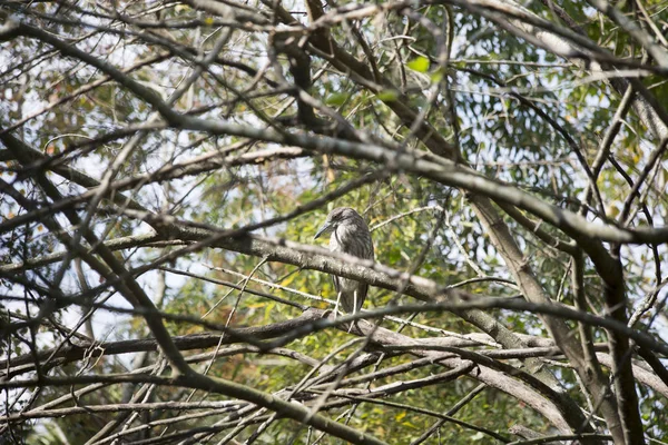 Американская горькая птица — стоковое фото