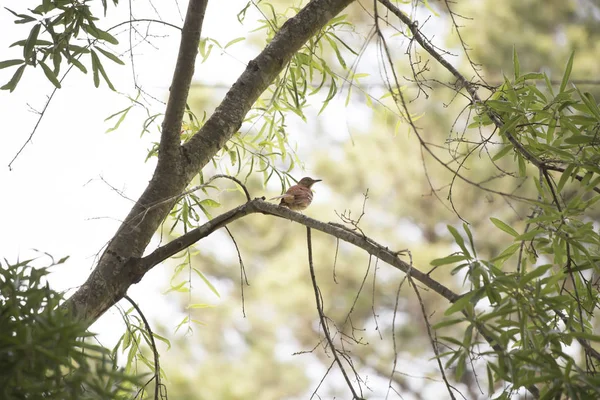 Дроздная птица в дереве — стоковое фото
